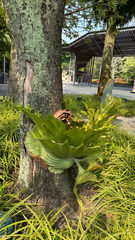 Platycerium wandae