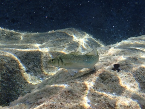 European Seabass