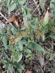 Houstonia purpurea