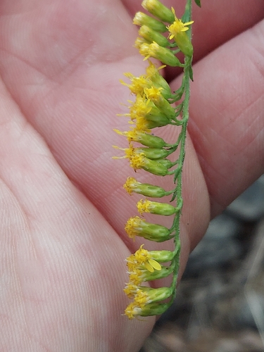 Solidago ulmifolia, photograph 2
