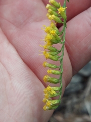 Solidago ulmifolia, photograph author not stated, no rights reserved