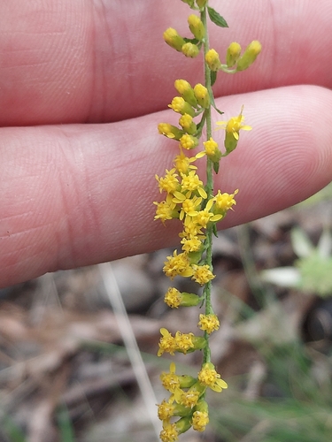 Solidago ulmifolia, photograph 3