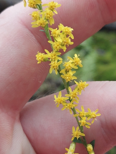 Solidago ulmifolia, photograph 4