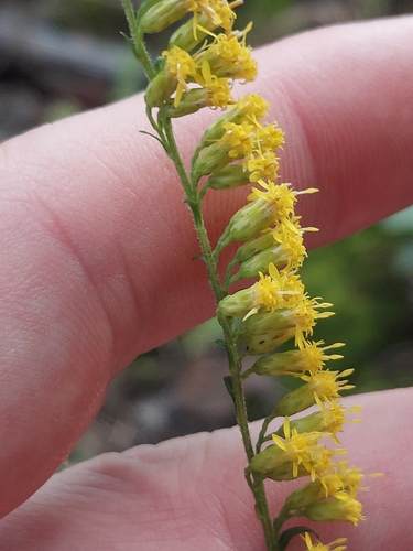 Solidago ulmifolia, photograph 5