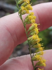 Solidago ulmifolia, photograph author not stated, no rights reserved
