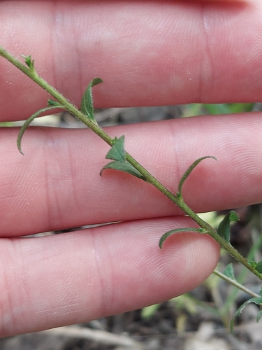 Solidago ulmifolia, photograph 6