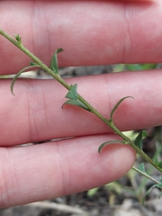 Solidago ulmifolia, photograph author not stated, no rights reserved