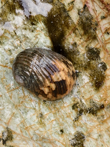 Chamaeleon Nerite