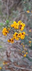 Pultenaea gunnii