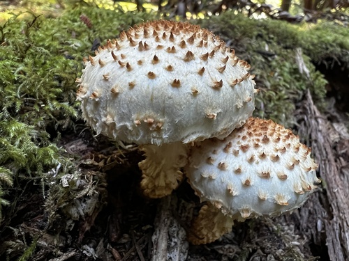 Sharp-scaly Pholiota