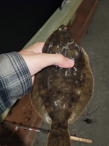 Winter Flounder