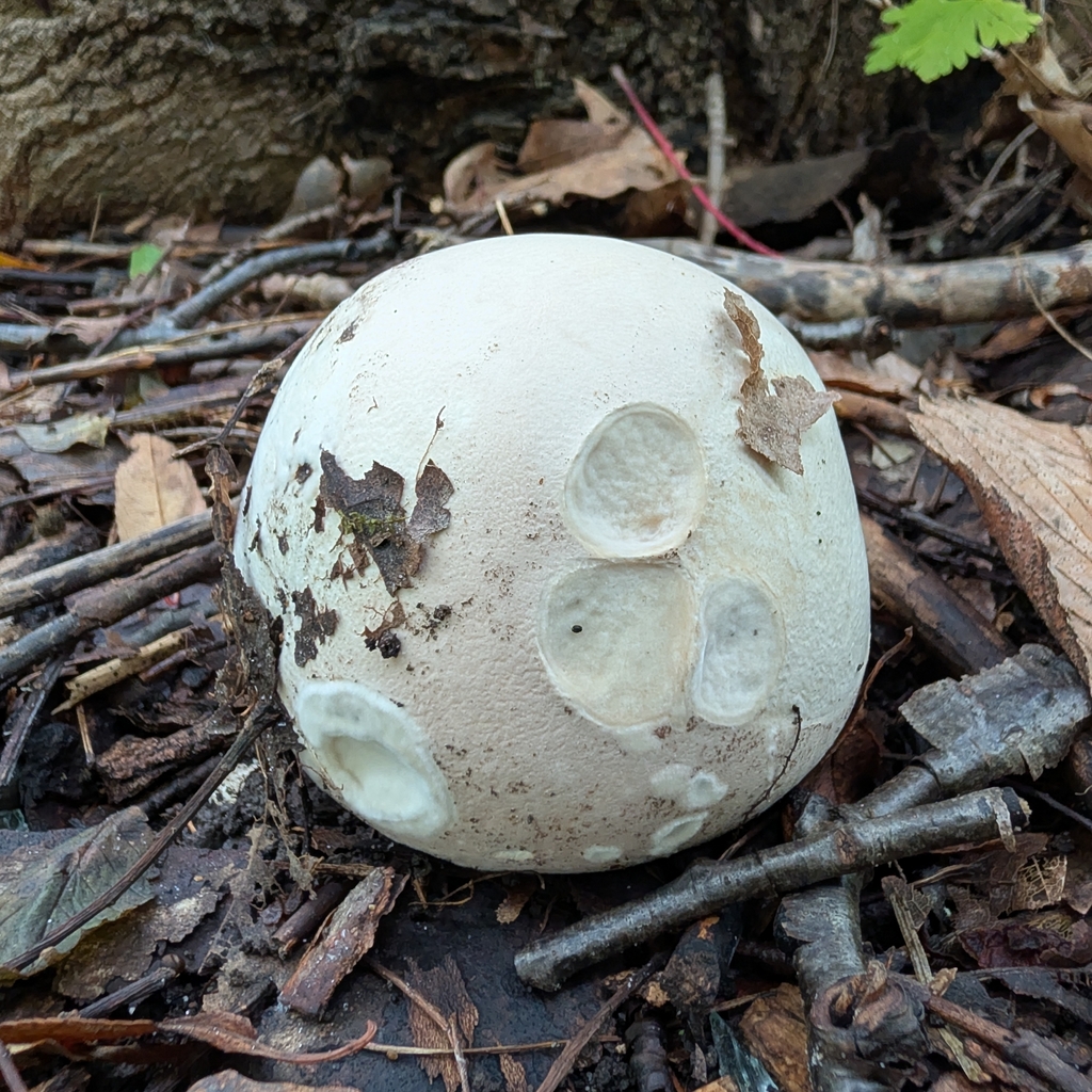 giant puffball · September 2026 · photo: Photo: no rights reserved · iNaturalist