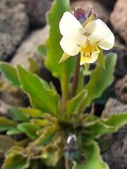 (c) zemlya, some rights reserved (CC BY) Viola arvensis, photograph (c) zemlya, some rights reserved (CC BY)