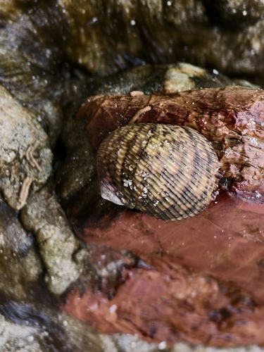 Wavy Nerite