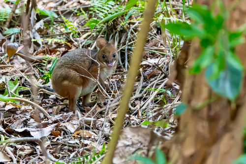 Northern Red-legged Pademelon