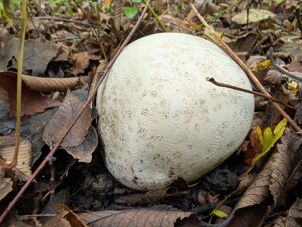 giant puffball · September 2026 · photo: Photo: no rights reserved · iNaturalist