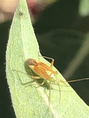 Closterotomus
