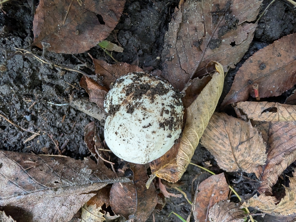 giant puffball · September 2026 · photo: Photo: no rights reserved · iNaturalist