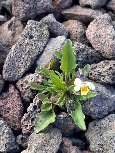 Viola arvensis, photograph 3