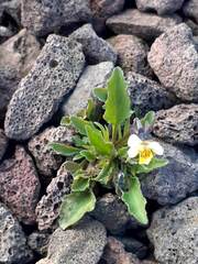 (c) zemlya, some rights reserved (CC BY) Viola arvensis, photograph (c) zemlya, some rights reserved (CC BY)