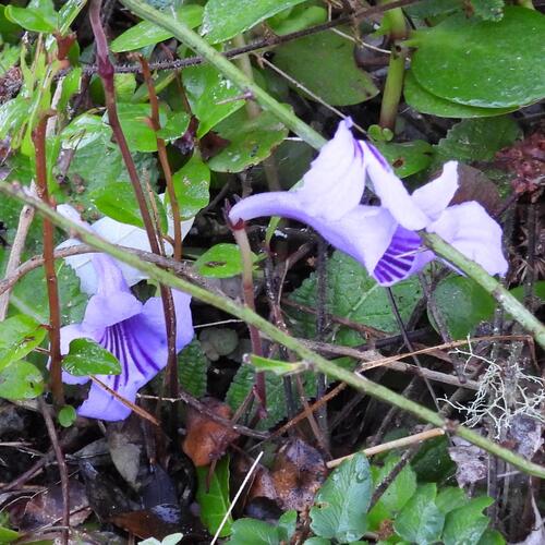 Streptocarpus rexii