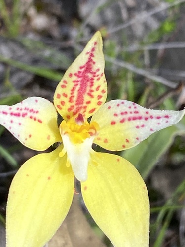 Cowslip Orchid