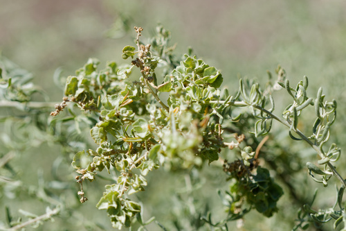 Atriplex canescens, photograph 3