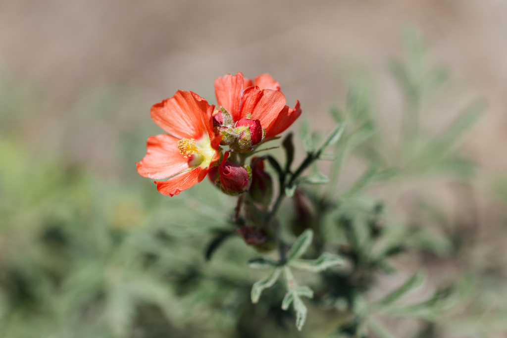 Sphaeralcea coccinea; photograph (c) Daughter Dad, some rights reserved (CC BY)