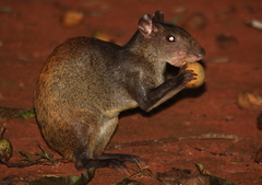Red-Rumped Agouti photo 4