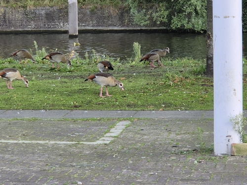 Egyptian Goose