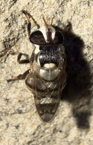 Copestylum tamaulipanum, 2026-09-20