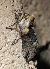 Abrostola microvalis