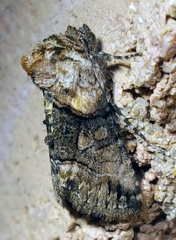 Abrostola microvalis