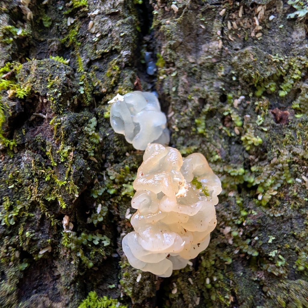 white jelly fungus · September 2026 · photo: Photo: no rights reserved · iNaturalist