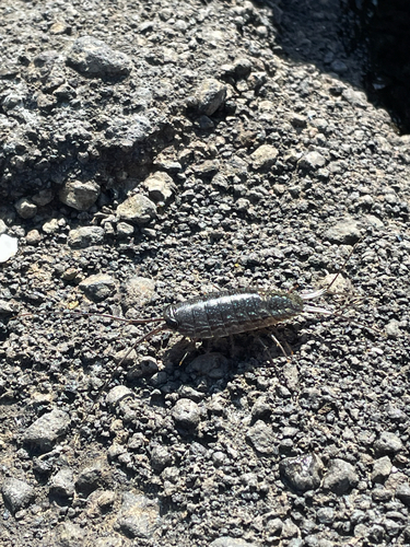 Wharf Louse
