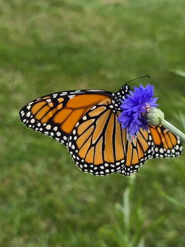 Monarch