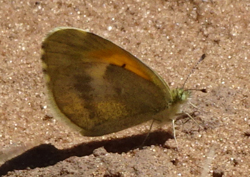 Dainty Sulphur