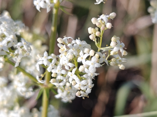 Hedge Bedstraw