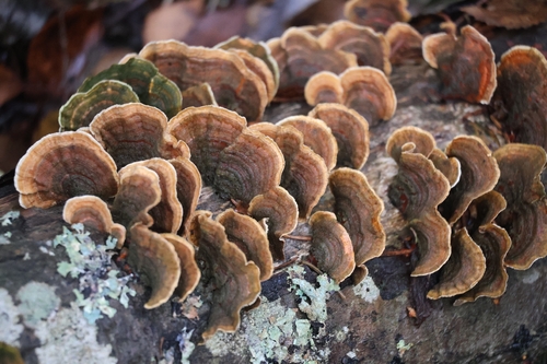 yellowing curtain crust