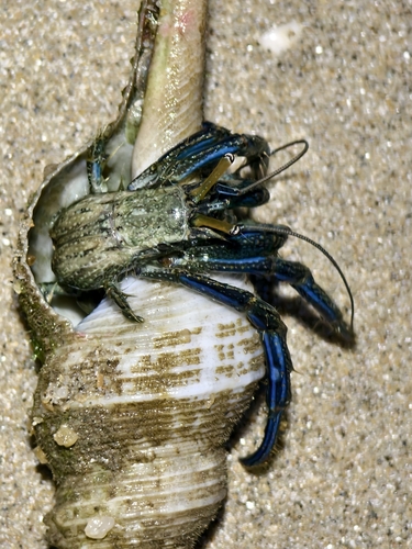 Long-legged Hermit Crab