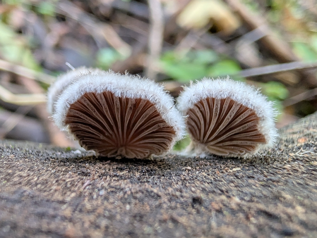 splitgill mushroom · September 2026 · photo: Photo: no rights reserved · iNaturalist