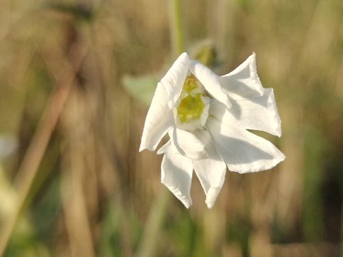 evening lychnis