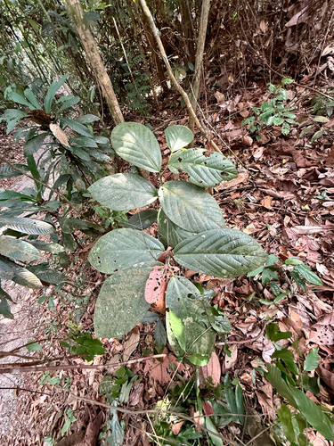 Thottea grandiflora observed 2026-09-21