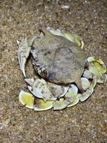Common Moon Crab