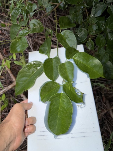 Dalbergia ovalis, 2026-06-04