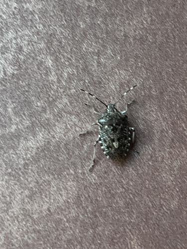 Mottled Stink Bug