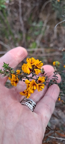 Pultenaea gunnii, photograph 2