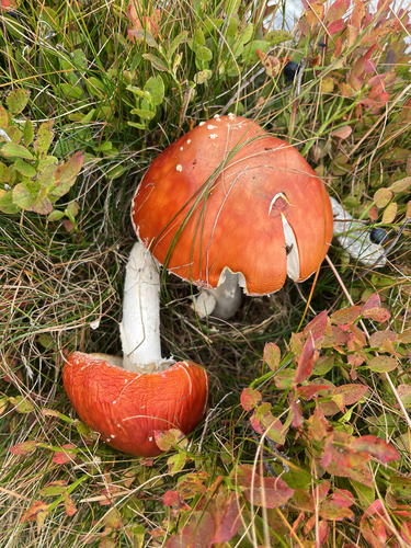 Fly Agaric