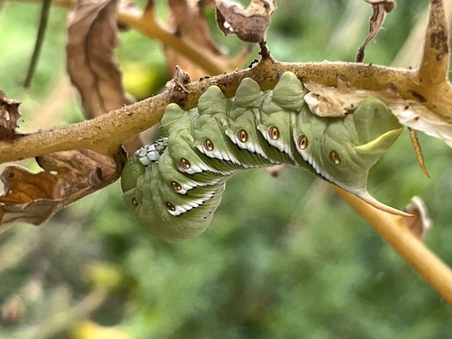 Carolina Sphinx seen in Sonoma Valley