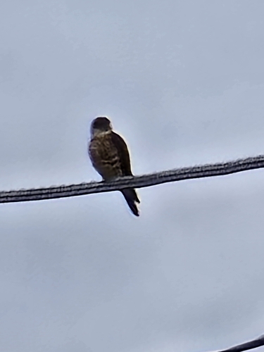 American Kestrel